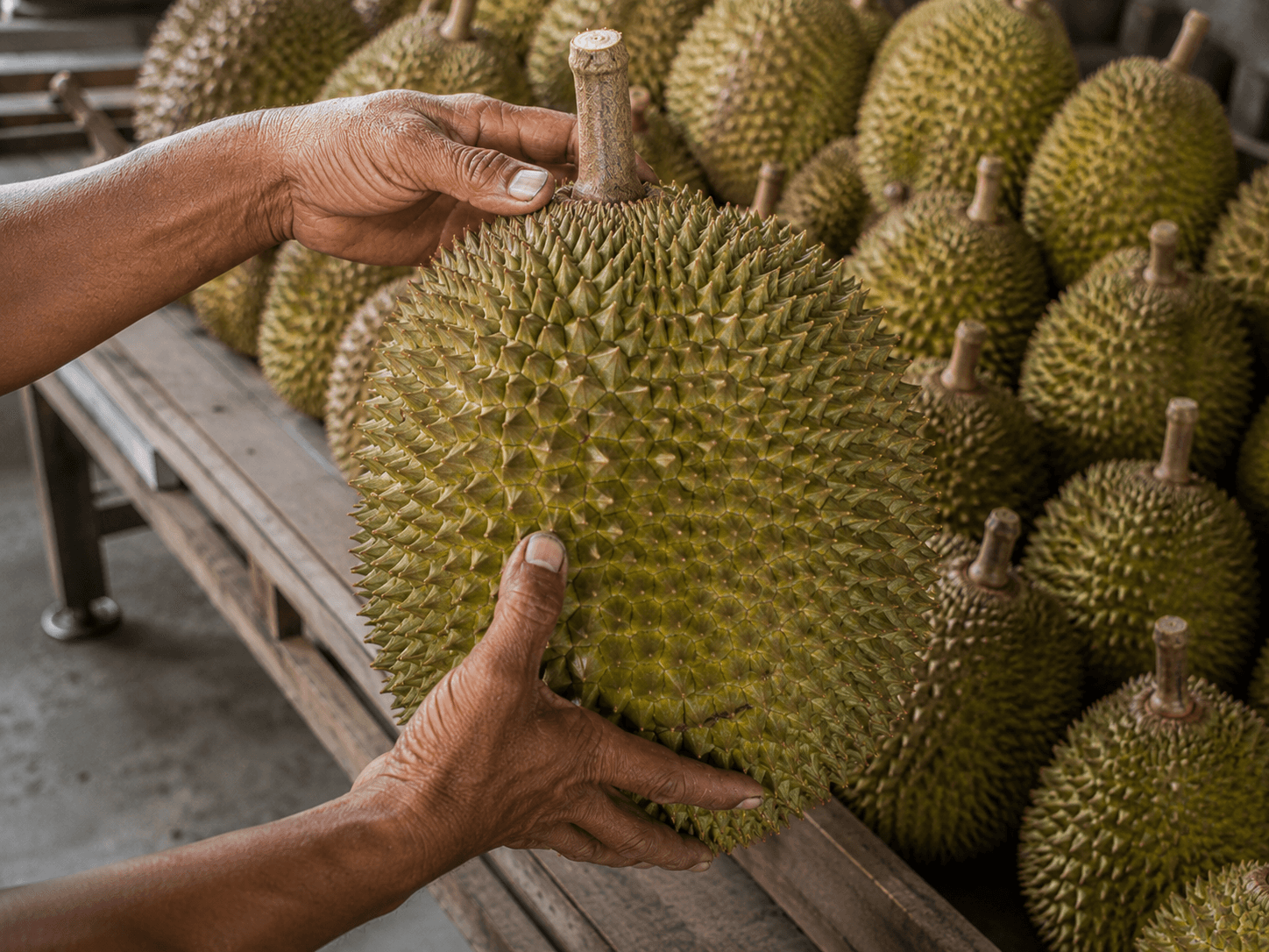 Tangan pekerja memeriksa kulit dan tangkai durian Montong di meja sortir
